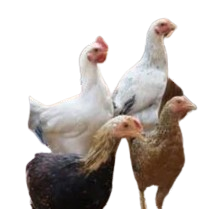 4 Deshi Small Chicken for Soup