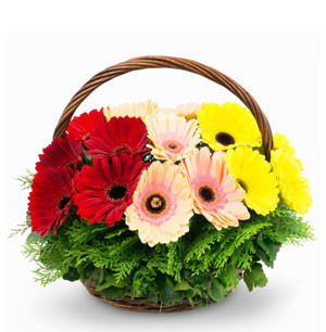 Vibrant Medley: Mixed Gerbera Basket