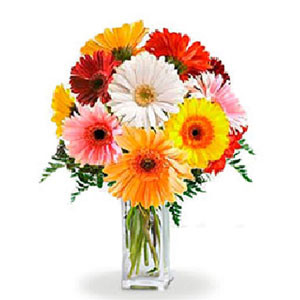 Vibrant Elegance: A Bouquet of 12 Mixed Gerbera Flowers Adorned in a Stylish Vase