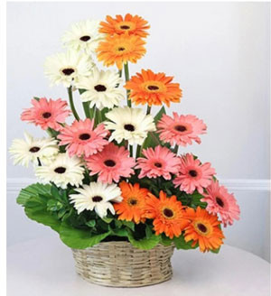 Vibrant Gerbera Delight: 20 Mixed Flowers Presented in a Basket