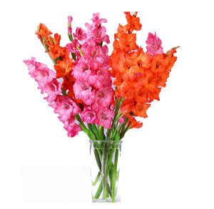 Radiant Mix: Gladiolus Array in a Glass Vase