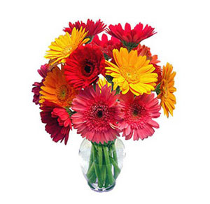 Bouquet Brilliance: A Display of 12 Mixed Gerbera Flowers in a Charming Vase