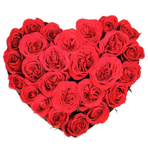 Thai Romance: Valentine's Day Heart Red Roses