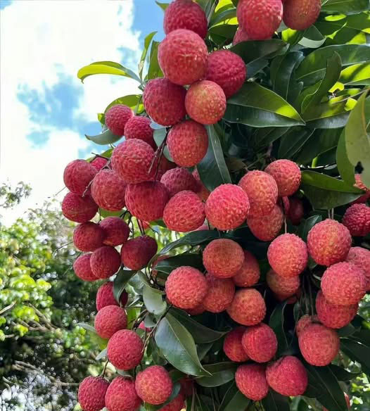 Garden Fresh Chemical-free Deshi Rajshahi Lychee (লিচু) 100 pcs