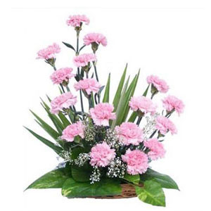 International Petal Delight: Imported Pink Carnations in a Breathtaking Basket Display