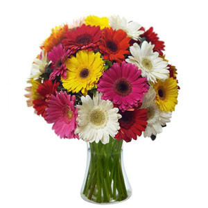 Vibrant Elegance: A Bouquet of 12 Mixed Gerbera Flowers Adorned in a Stylish Vase