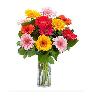Bouquet Brilliance: A Display of 12 Mixed Gerbera Flowers in a Charming Vase