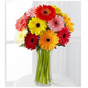 Radiant Blooms: A Bouquet of 12 Mixed Gerbera Flowers in an Elegant Vase