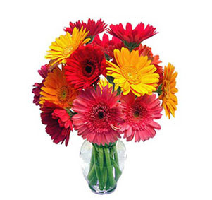 Gerbera Medley: Assorted Colors in a Vase