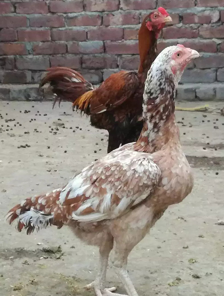 2 Live Pakistani Chicken - Medium